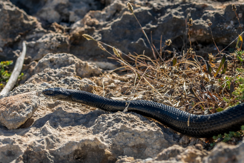 Are Indiana Rat Snakes Poisonous