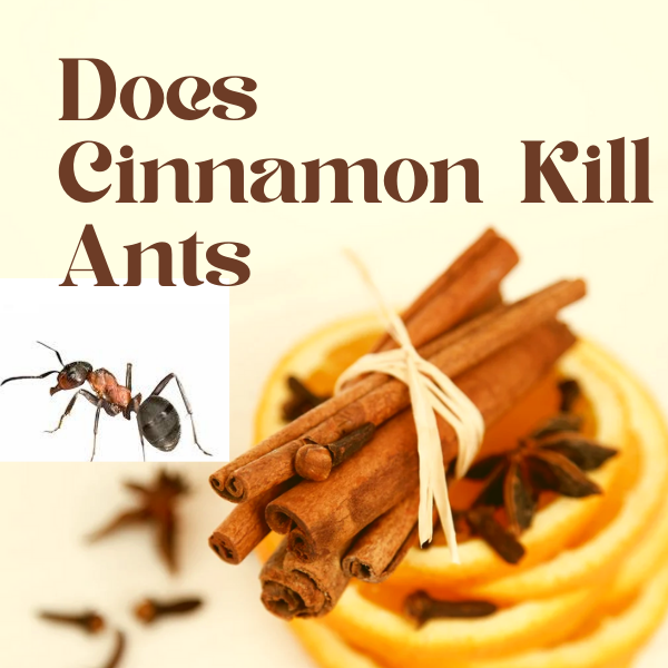 Does Cinnamon Kill Ants