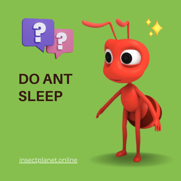 Do Ants Sleep